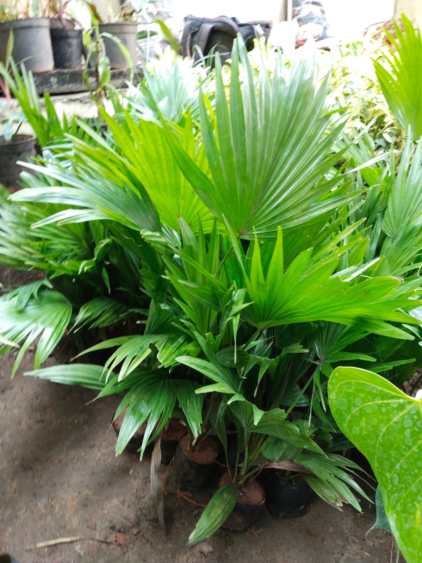 Table Palm