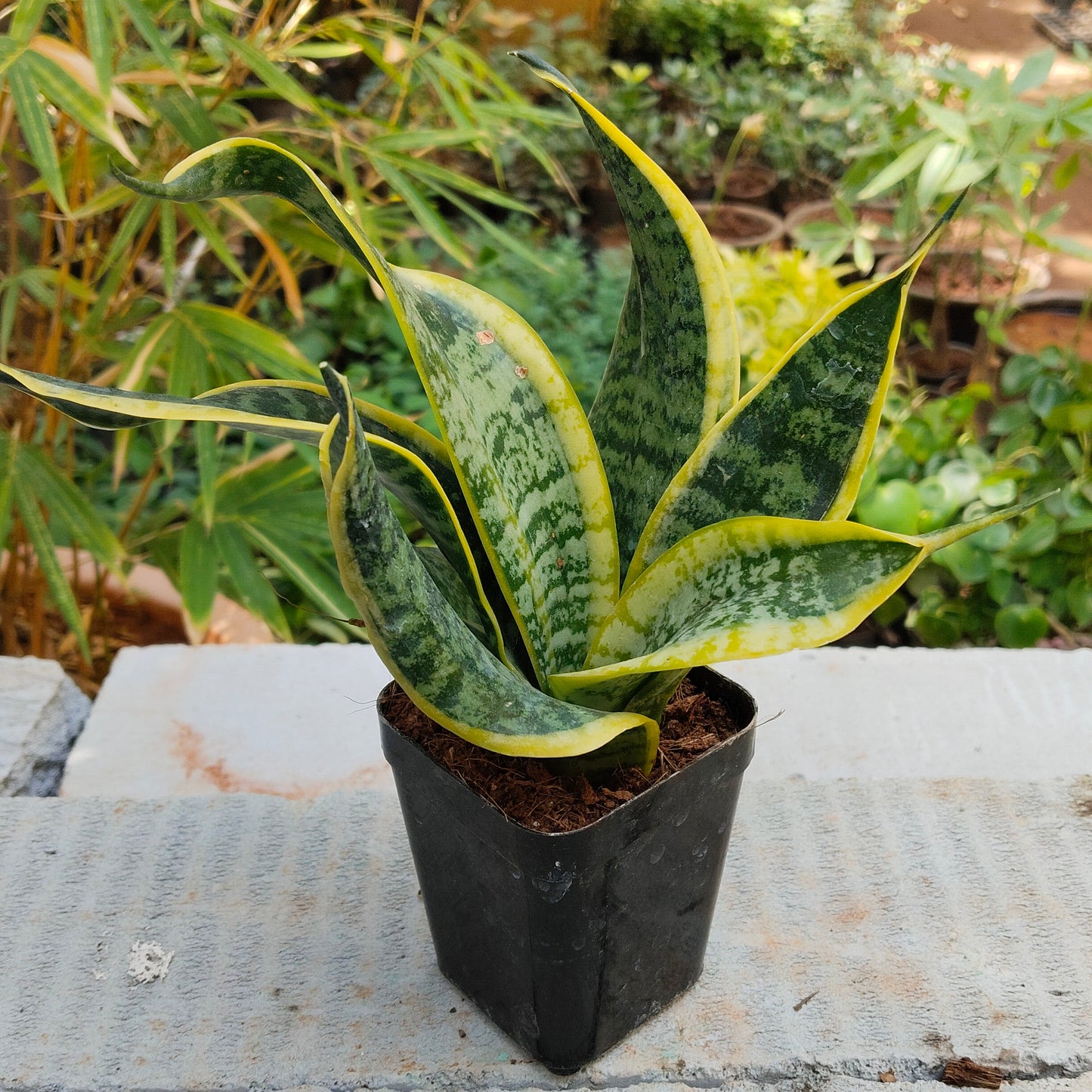 Sansevieria Trifasciata Golden Hahni