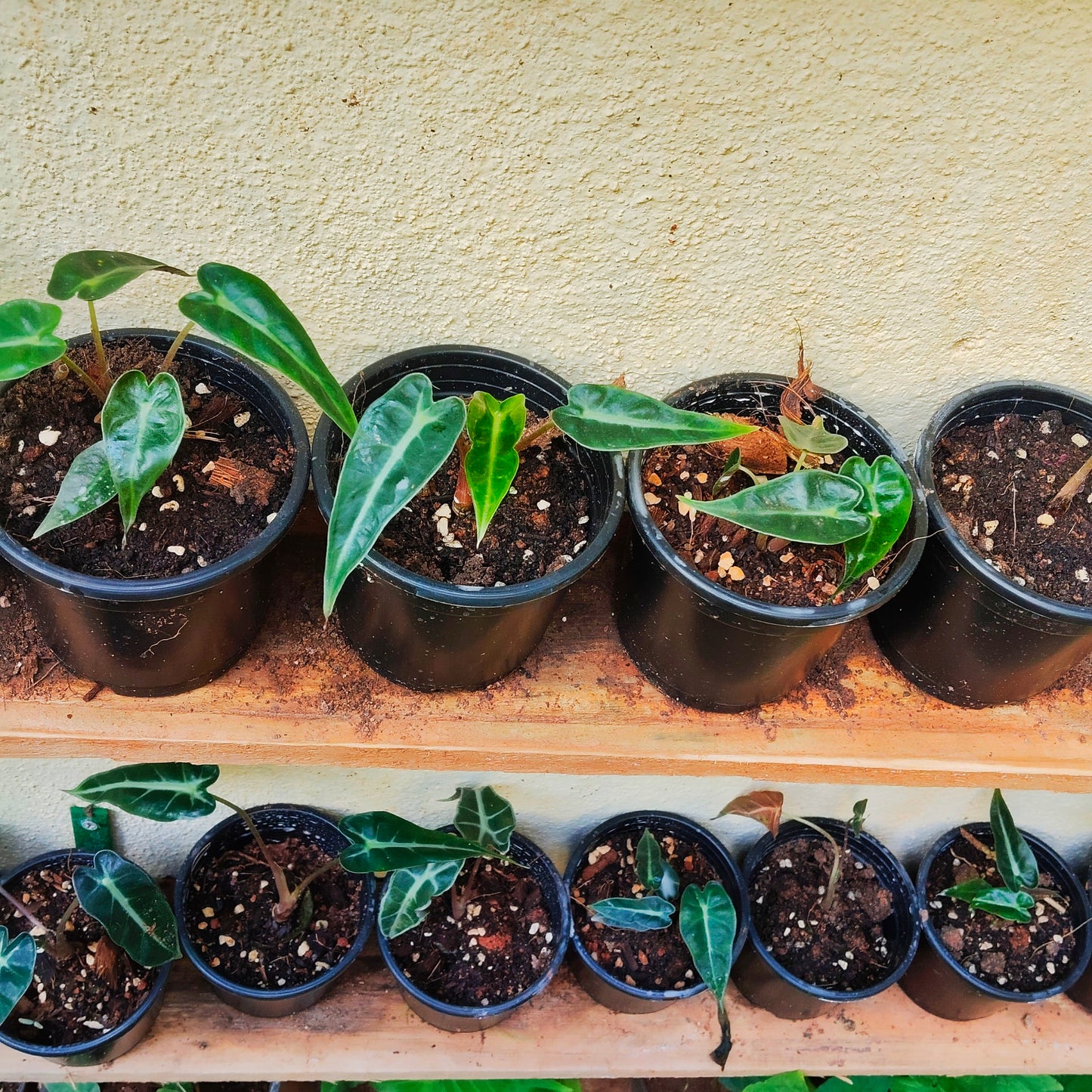 Alocasia Bambino