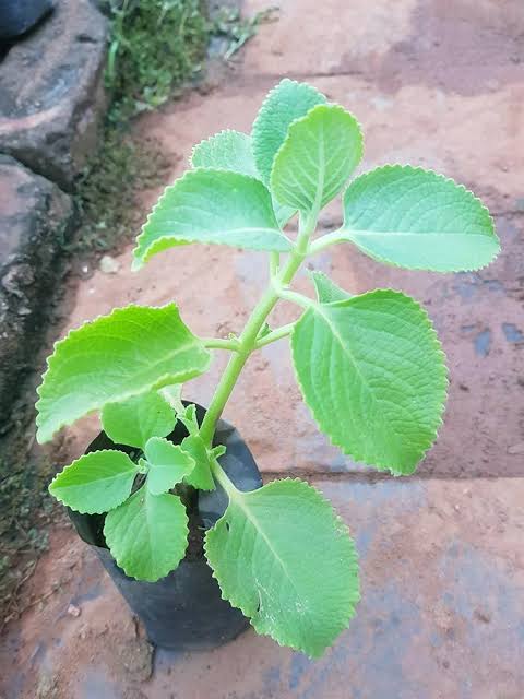 Ajwain / Karpooravalli