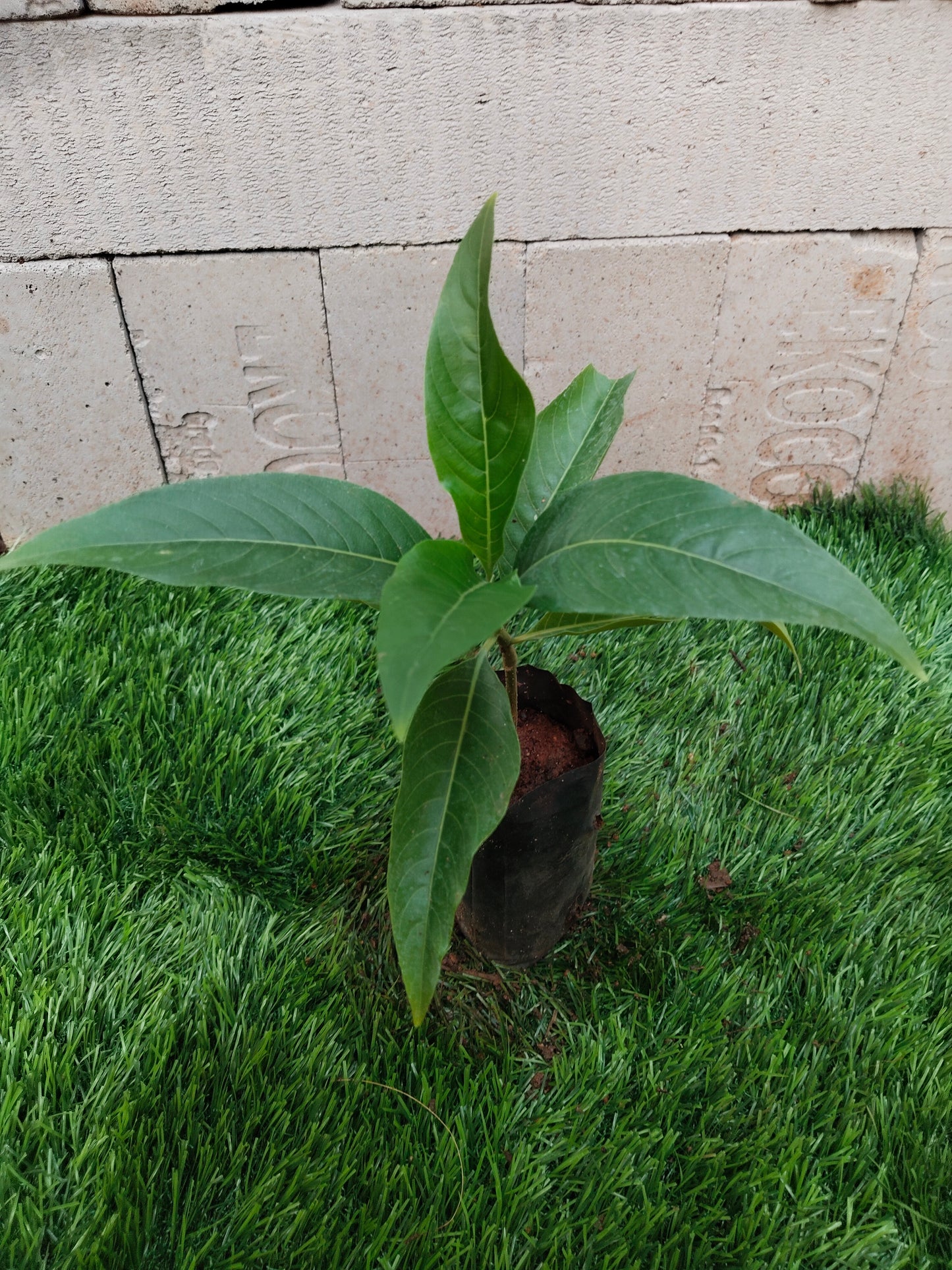 Alphinia officinarum / Sitharathai