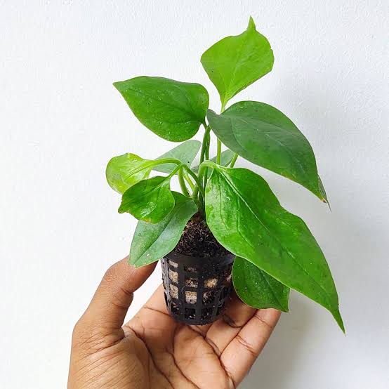 Anthurium Big Bil