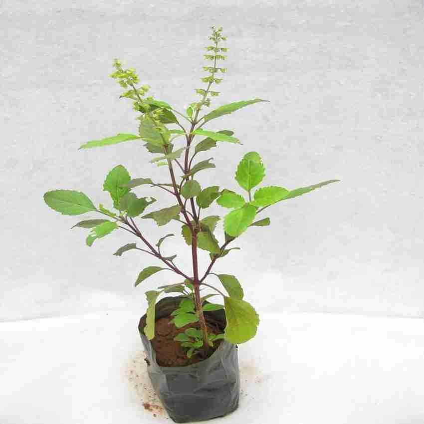 Holy Basil / Thulasi