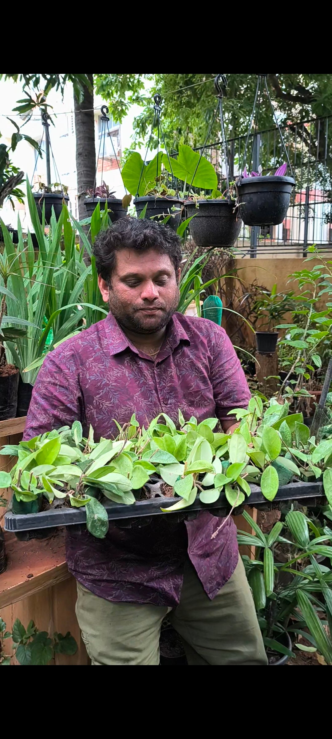 Hoya Saplings