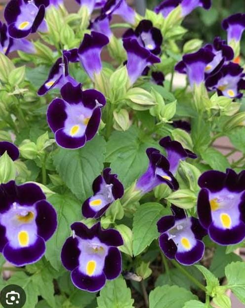 Torenia
