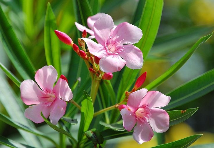 Nerium oleander