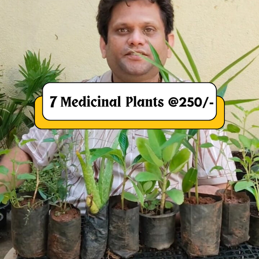 7 Medicinal Plants Combo