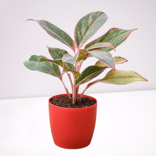 Aglaonema Siam Aurora Lipstick