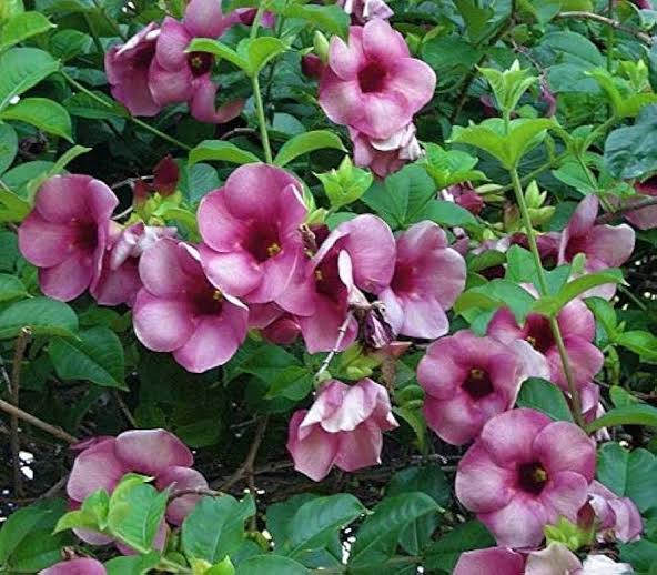 Alamanda Creeper