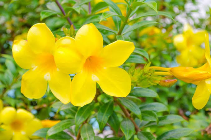 Alamanda Creeper