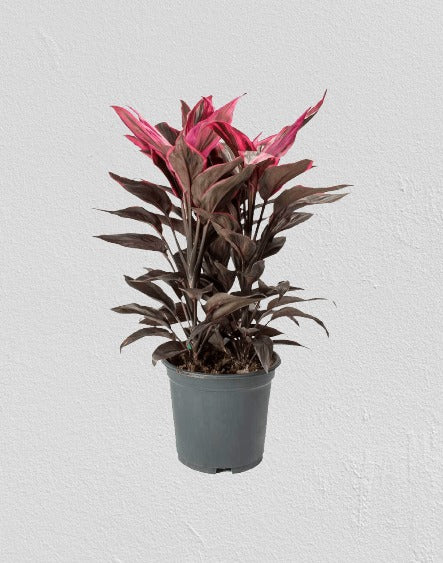 Dracaena mahatma