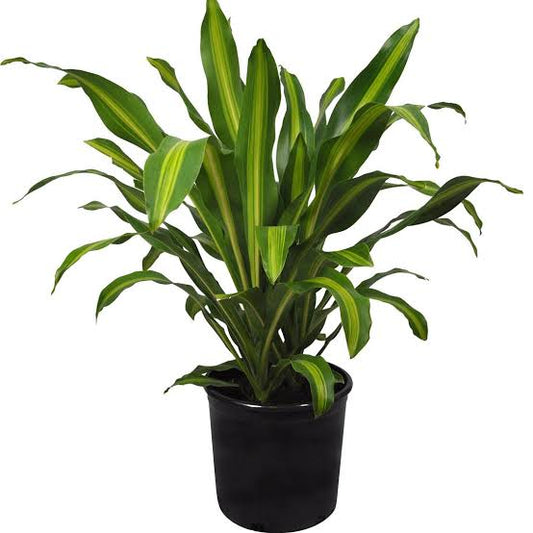 Dracaena massangeana