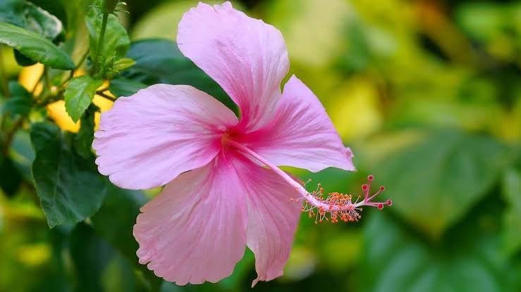 Hibiscus