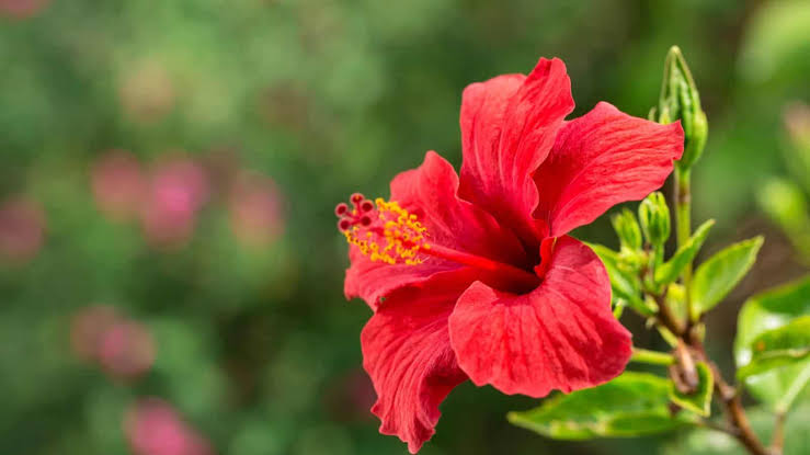 Hibiscus
