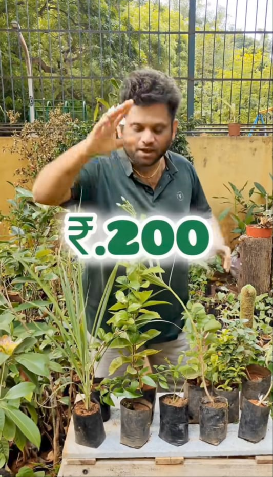 Aadi flower plants combo