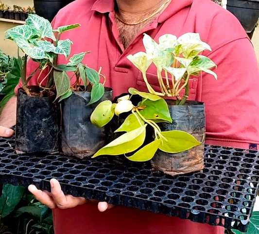 4 Variety Indoor Plants Combo