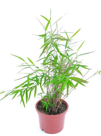Creeping Bamboo
