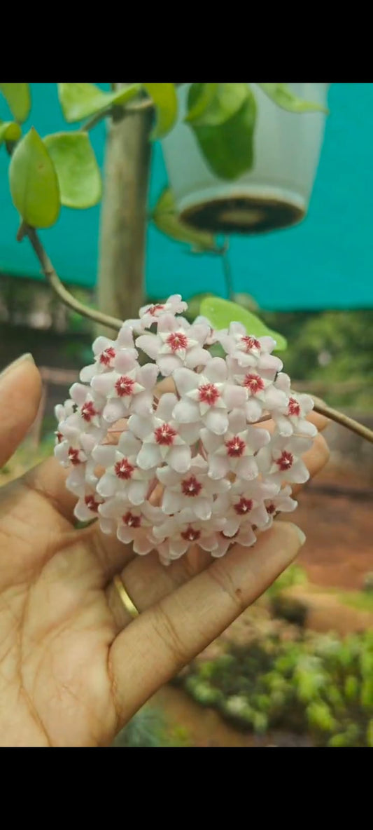 Hoya globulosa Lazy Plant