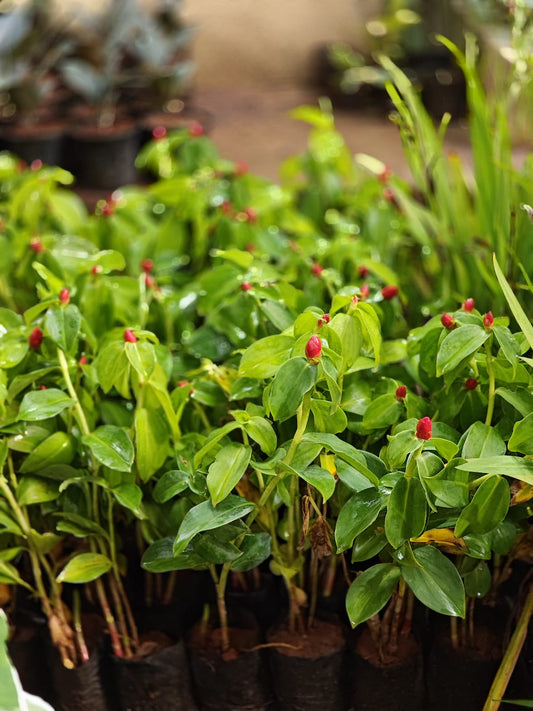 Costus red