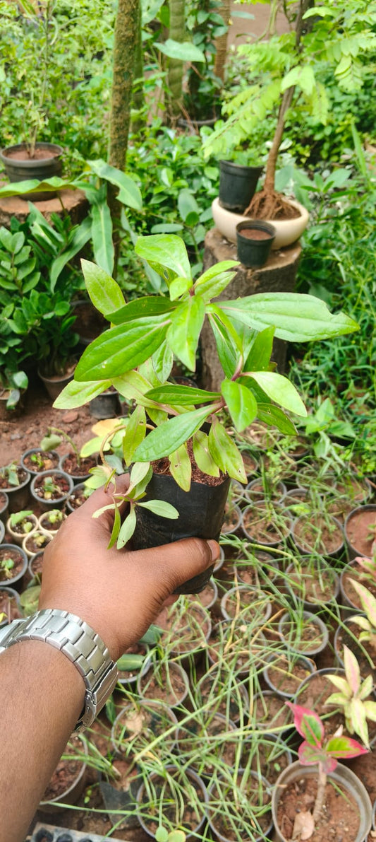 iyyampanai