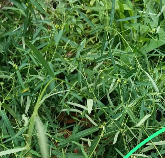 Orithazhthamarai(hybanthus)