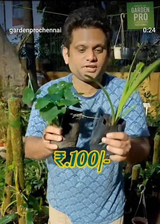 100 Sampangi Flowering combo