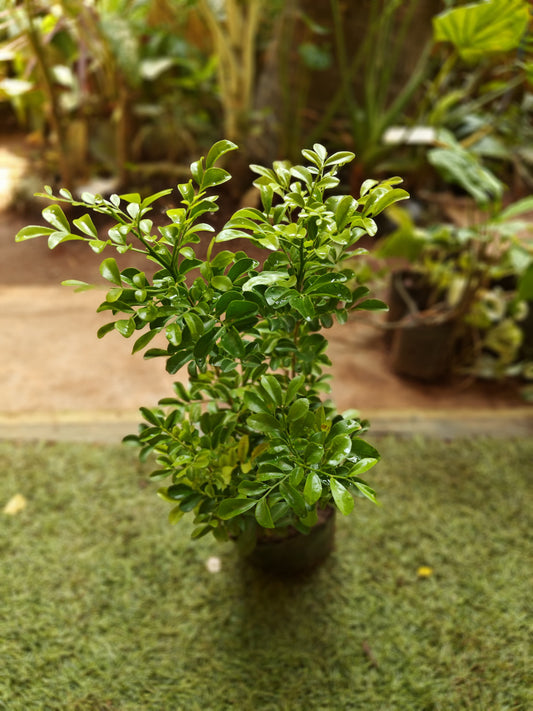 Murraya paniculata(madhukamini)