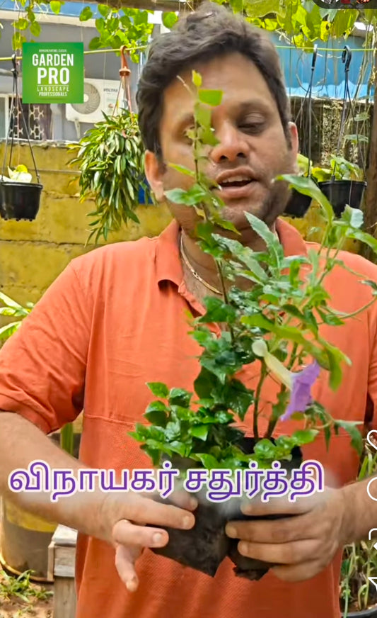 100 Vinayagar chathurthi offer