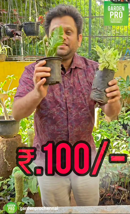 100 pedilanthus combo
