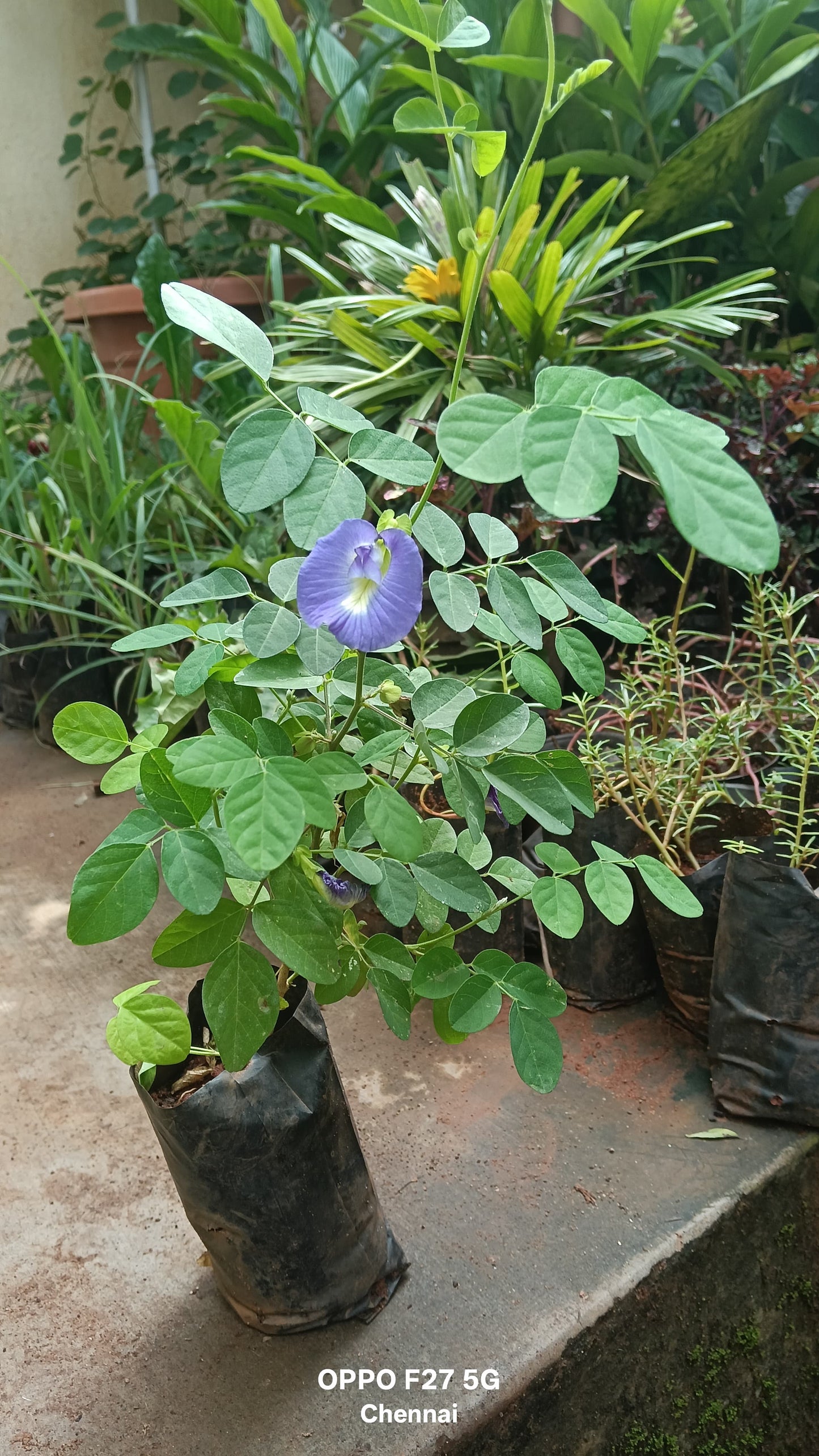 Clitoria ternatea(sangu poo)