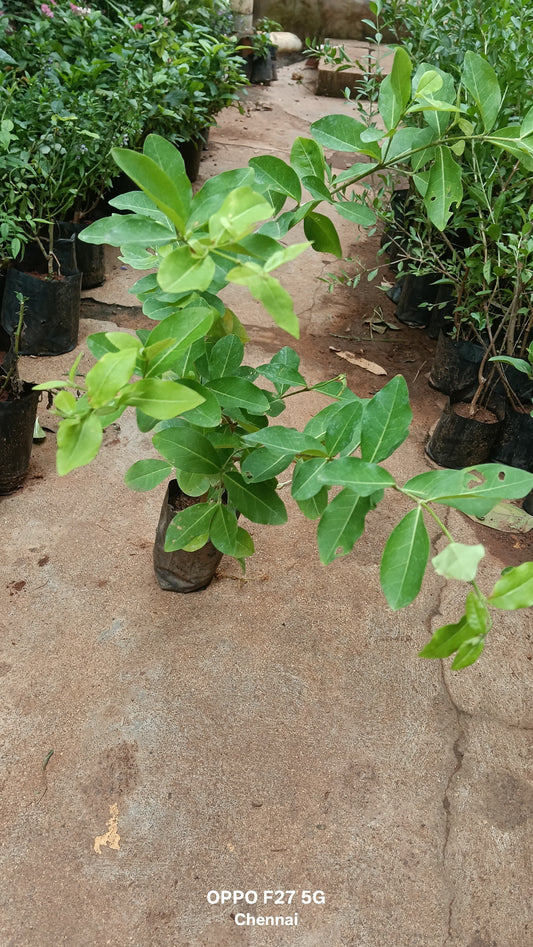 Barbodas cherry