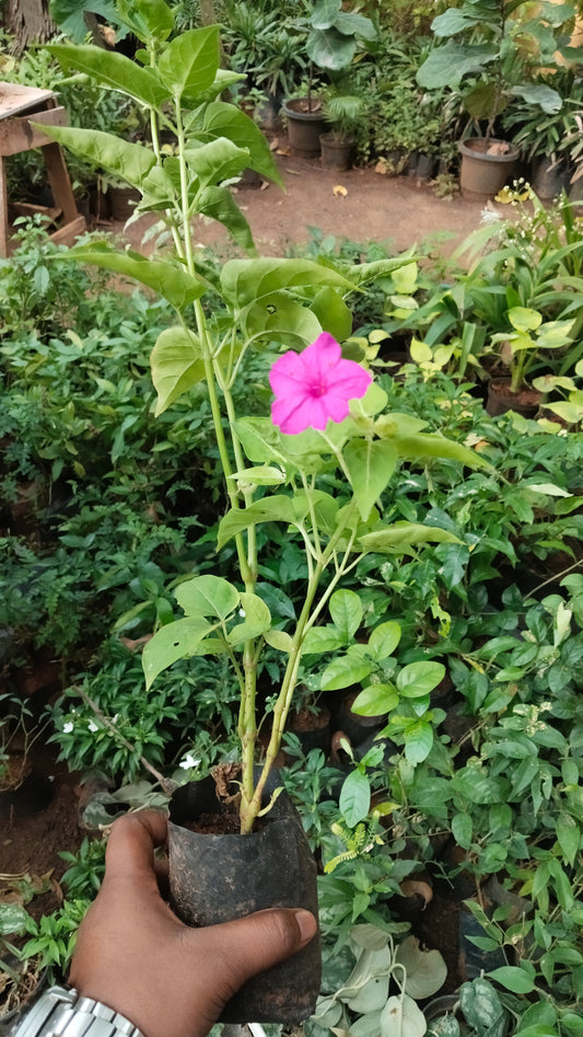 Four o'clock plant (anthimantharai)