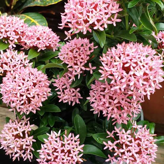 Ixora singaporensis