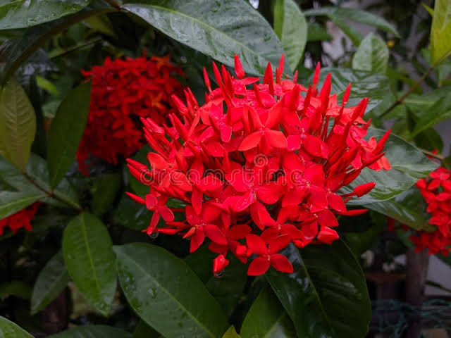 Ixora singaporensis
