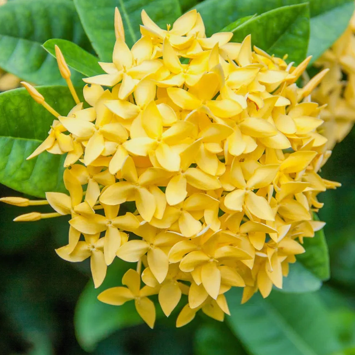 Ixora singaporensis