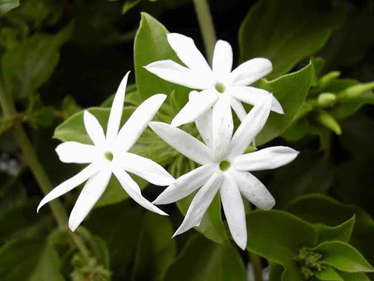 Jasminum auriculatum