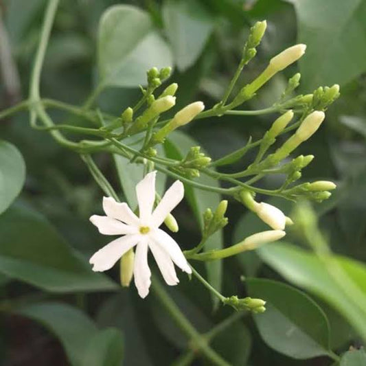 Jasminum fluminence