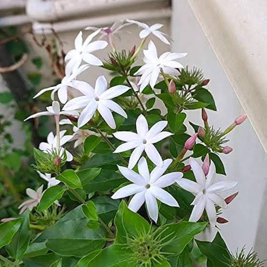 Jasminum grandiflorum