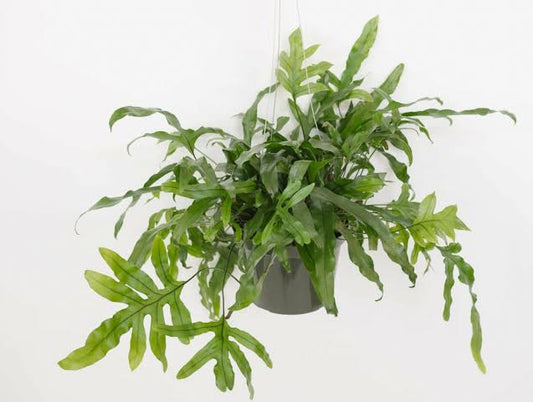 Kangaroo Fern