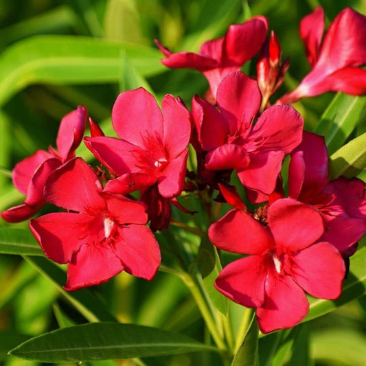 Nerium oleander