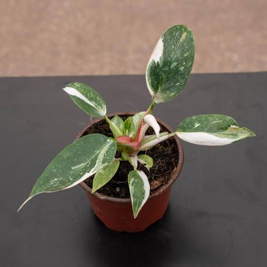 Philodendron white knight