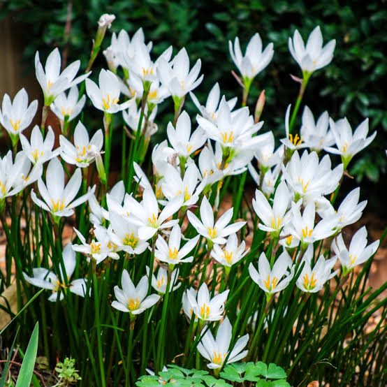 Rain Lily