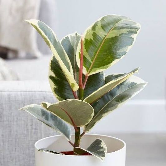 Ficus tineke Rubber plant