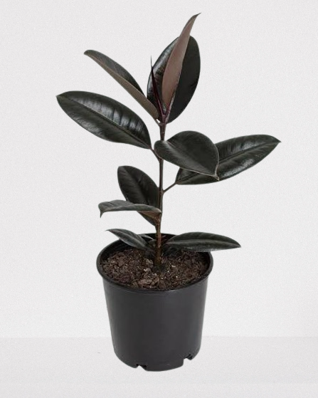 Ficus elastica black rubber