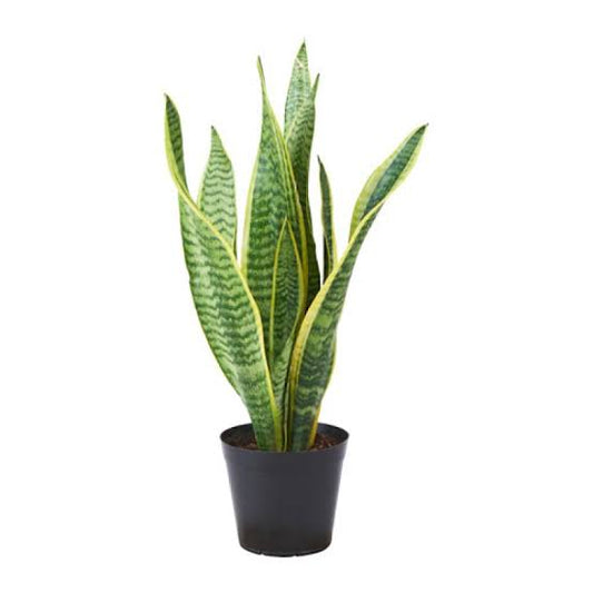 Snake Plant golden flame
