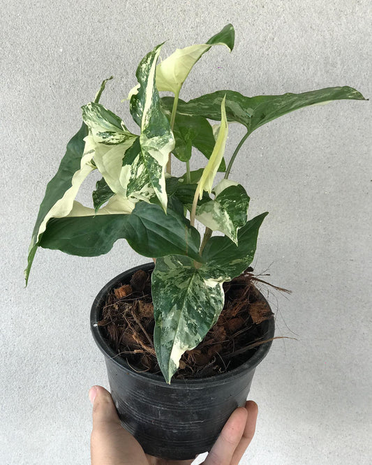 Syngonium Albo