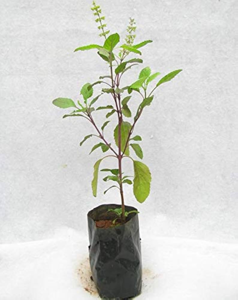 Thulsi Holy Basil