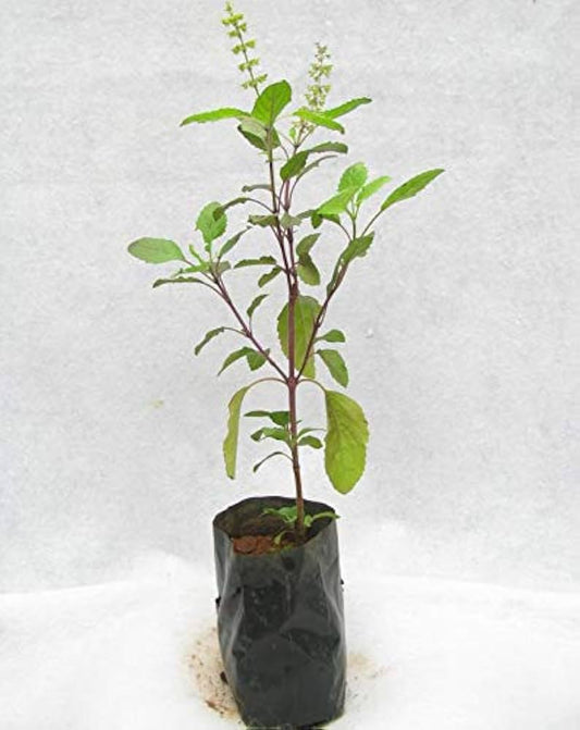Thulsi Holy Basil
