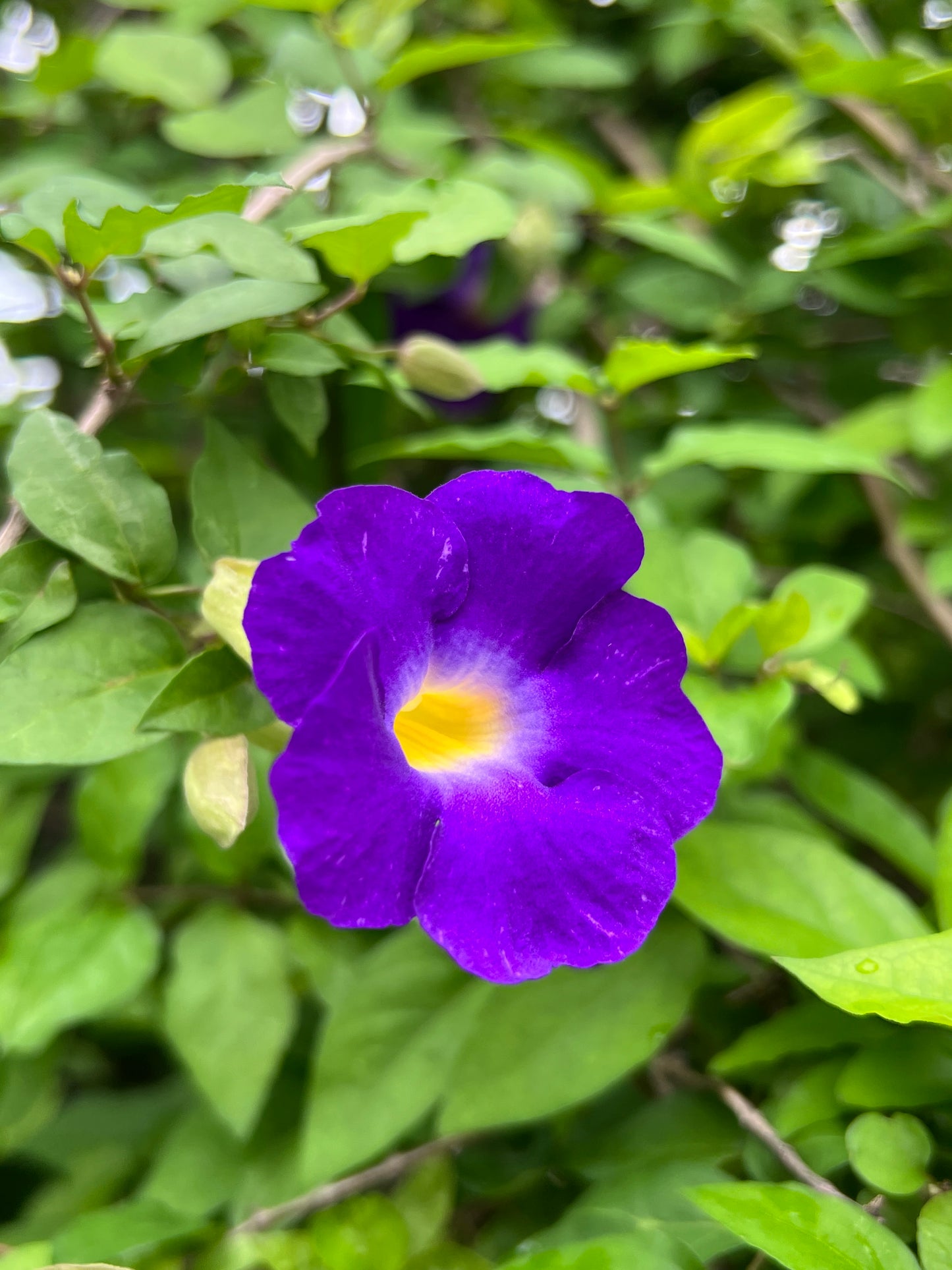 Thunbergia erecta