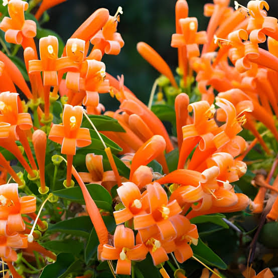 Trumpet Vine